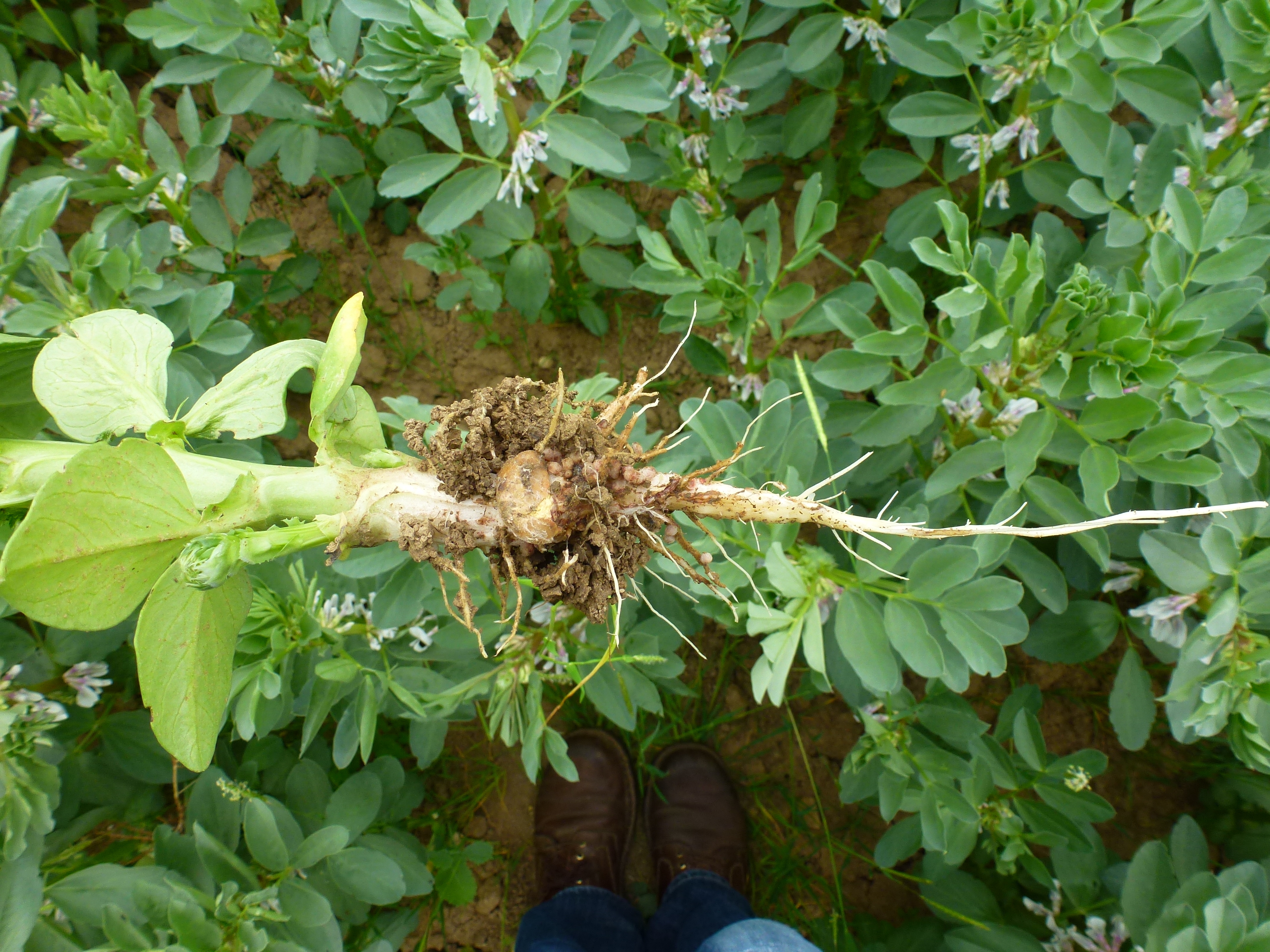 In Nahaufnahme sieht man eine Ackerbohne. Im Hintergrund sieht man Schuhe und Pflanzen auf einem Feld.