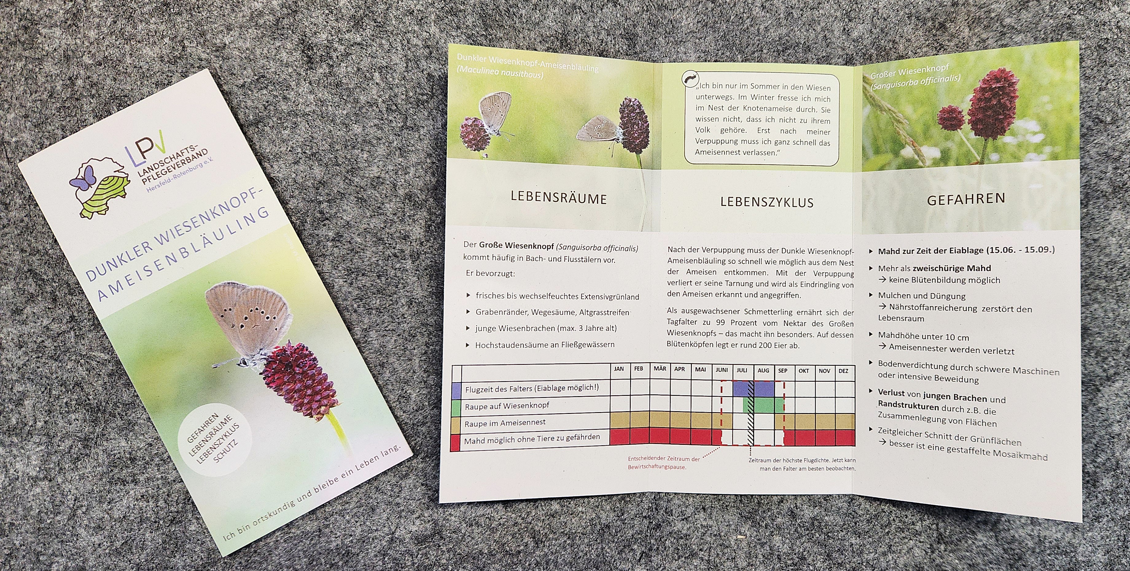 Auf dem Bild ist ein Flyer des Landschaftspflegeverbands abgebildet. Man sieht ihn von außen und von innen. Thema ist der dunkle Wiesenknopf-Ameisenbläuling.