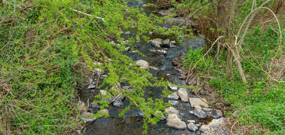Eingebettet zwischen Bäumen liegt ein breiter Bach. In ihm liegen verteilt viele helle Steine. Grüne Äste hängen im Vordergrund und verdecken leicht die Sicht auf den Bach.