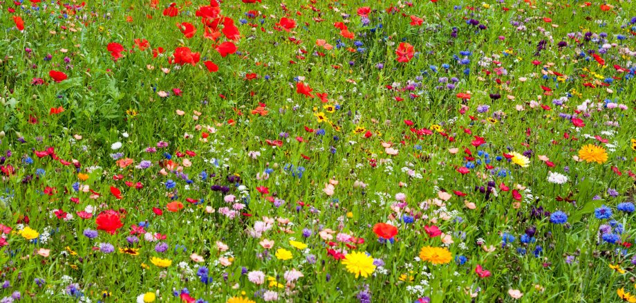Aufnahme einer bunten Blumenwiese. Zu sehen sind unteranderem rote Mohnblumen, gelber Löwenzahn und Wiesenklee.