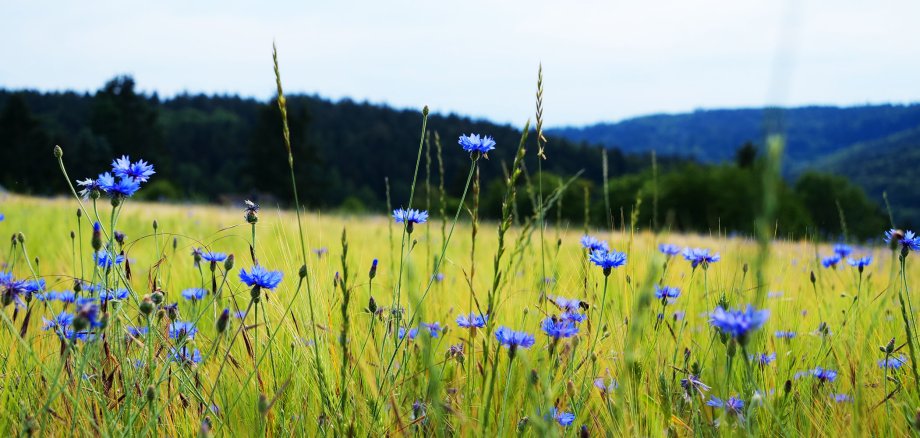 Zu sehen ist eine Nahaufnahme vieler blauer Blumen in einer grünen, hohen Wiese. Im Hintergrund erstreckt sich ein dunkler, großer Wald. 