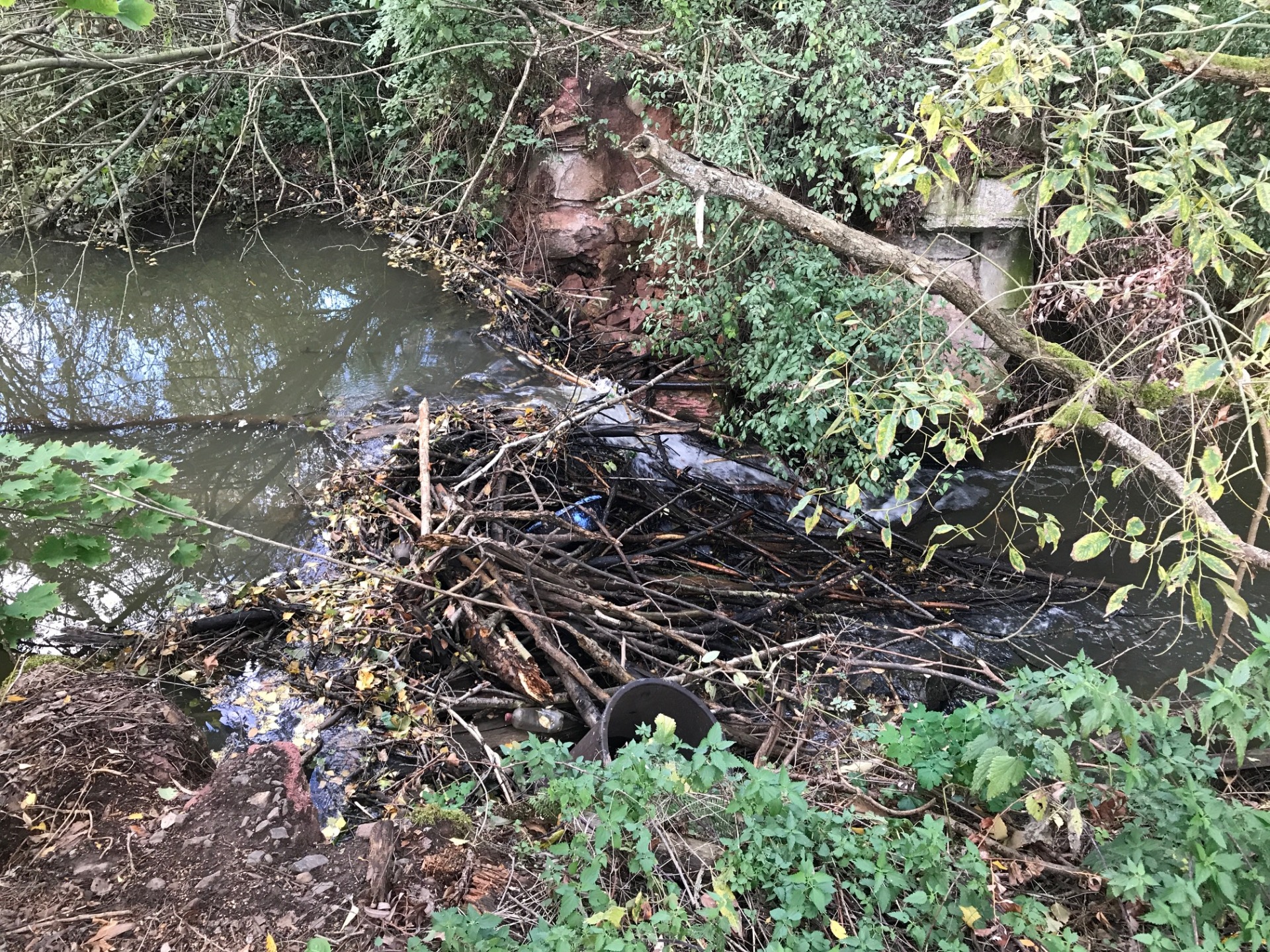 Auf dem Foto sieht man einen Damm von einem Biber an einem Bach.