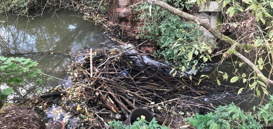 Auf dem Foto sieht man einen Damm von einem Biber an einem Bach.