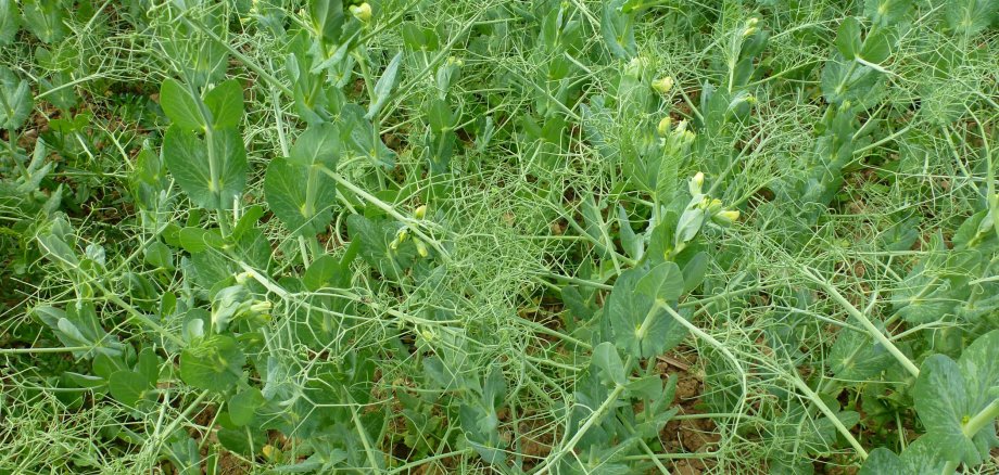 Erbsenpflanzen auf einem Feld.