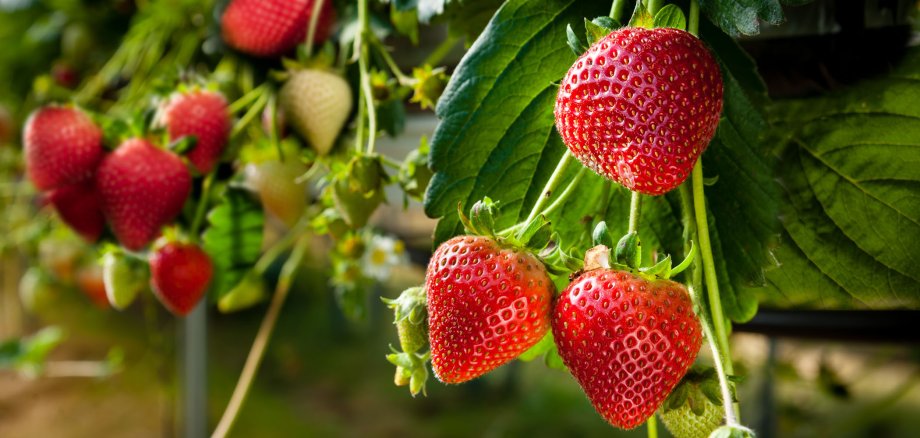 Erdbeeren wachsen an einer Pflanze. Einige sind schon reif, einige noch nicht.