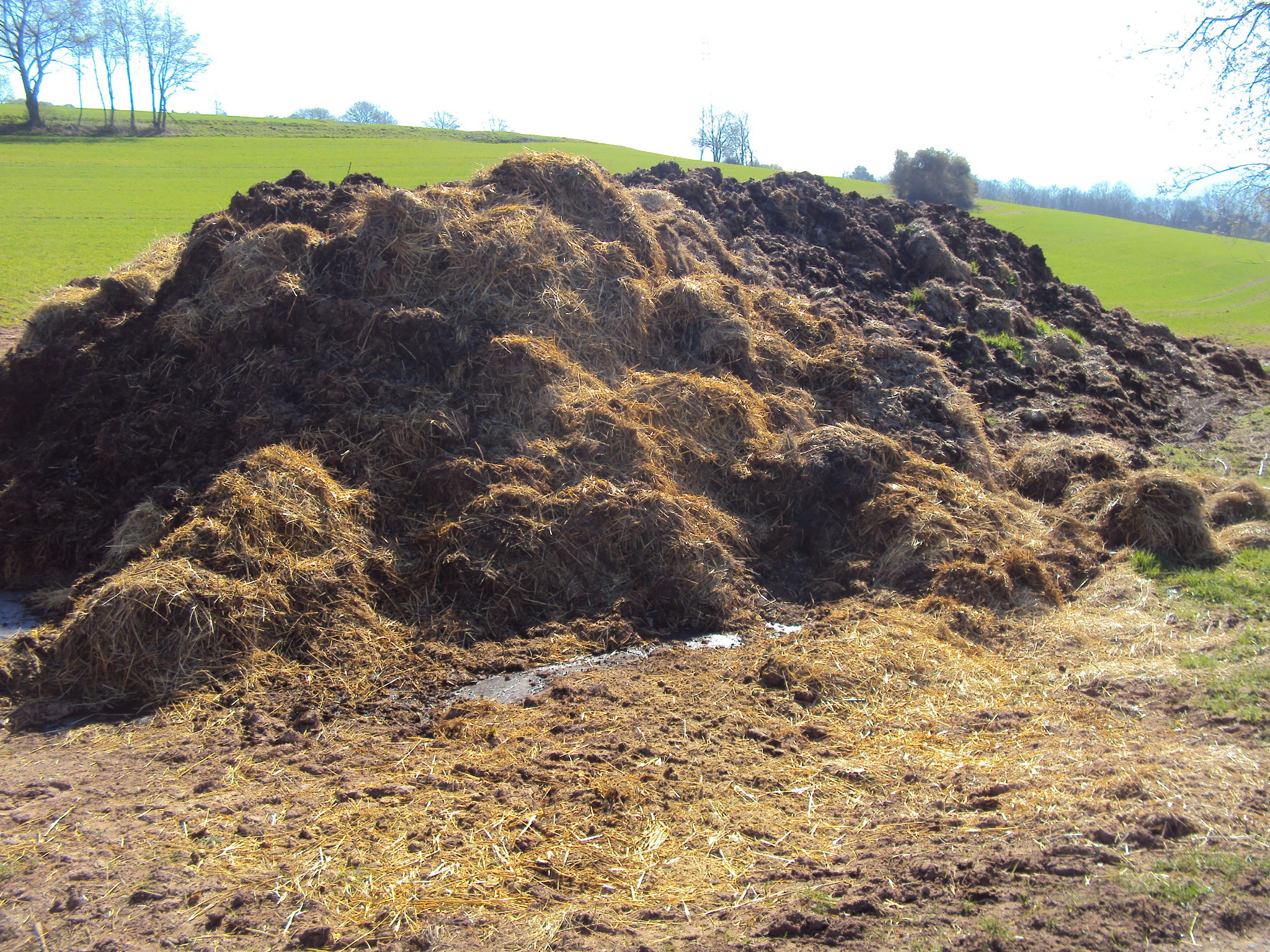 Auf einer grünen Wiese liegt ein Haufen mit Mist.