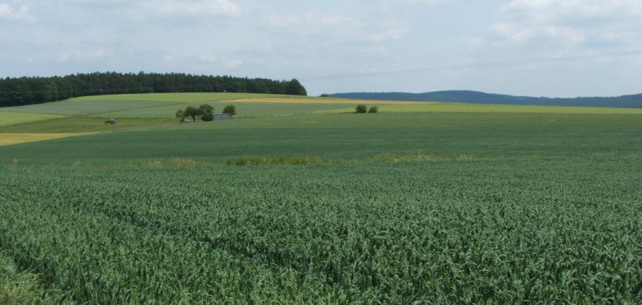 Ein Hafer-Feld bei gutem Wetter. Die Sonne scheint und nur wenige Wolken sind am Himmel. Im Hintergrund sieht man viele Bäume.