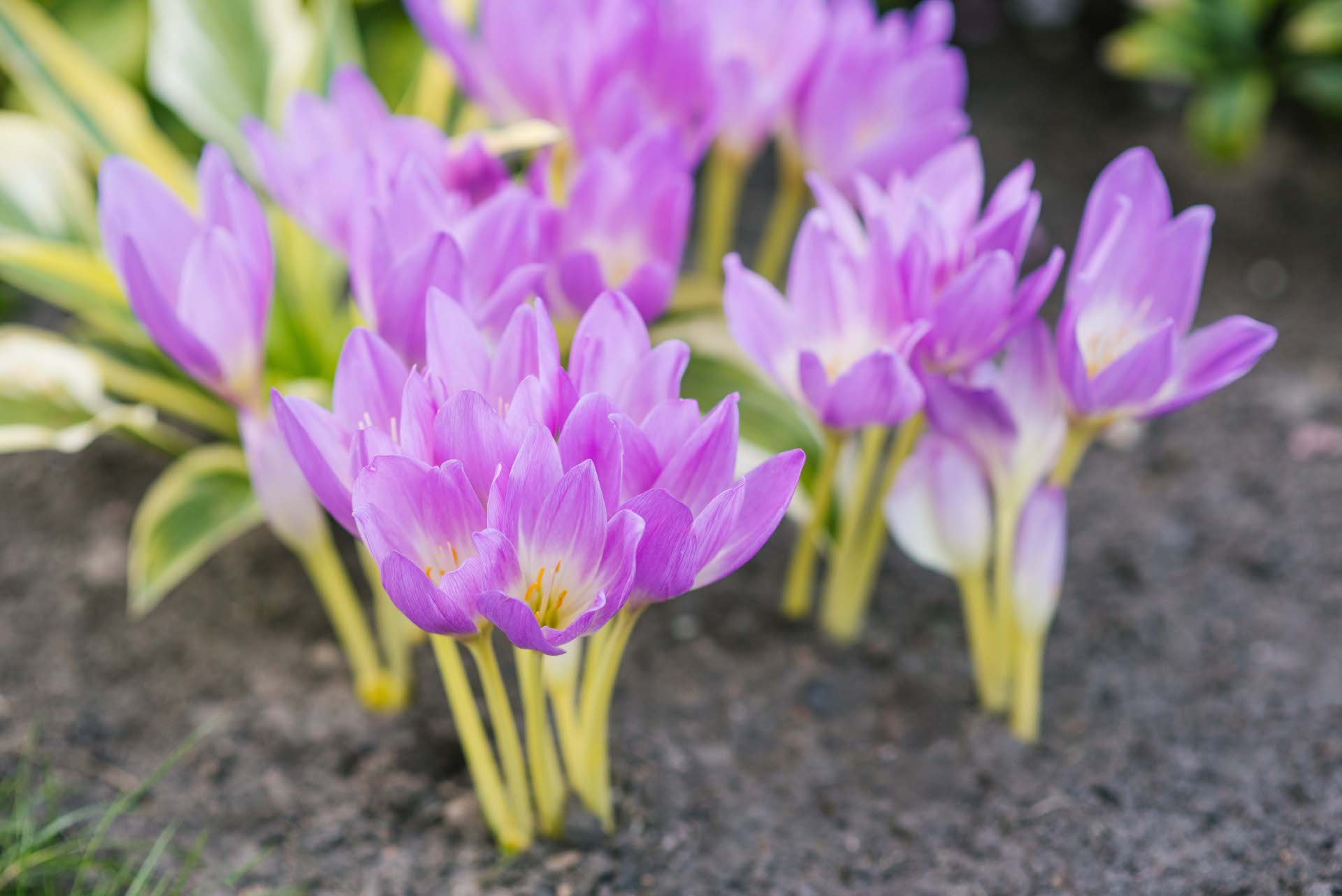 Autumn colchicum flowers blooming in garden soil