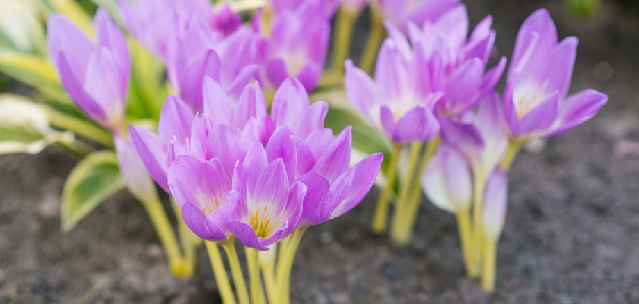 Autumn colchicum flowers blooming in garden soil Autumn colchicum flowers blooming in garden soil
