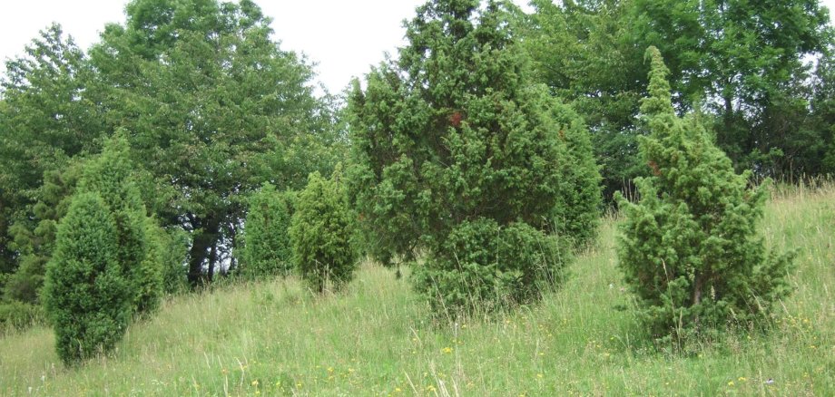 Zu sehen ist ein grüner Wiesenhang, auf dem ebenfalls grüne, volle Bäume stehen. Der Himmel ist Weiß.  