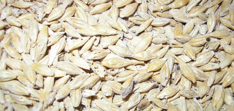 Auf den goldbraunen Gerstenkörnern verstecken sich kaum erkennbare Kornkäfer. Sie sehen aus, wie kleine weiße Punkte.
