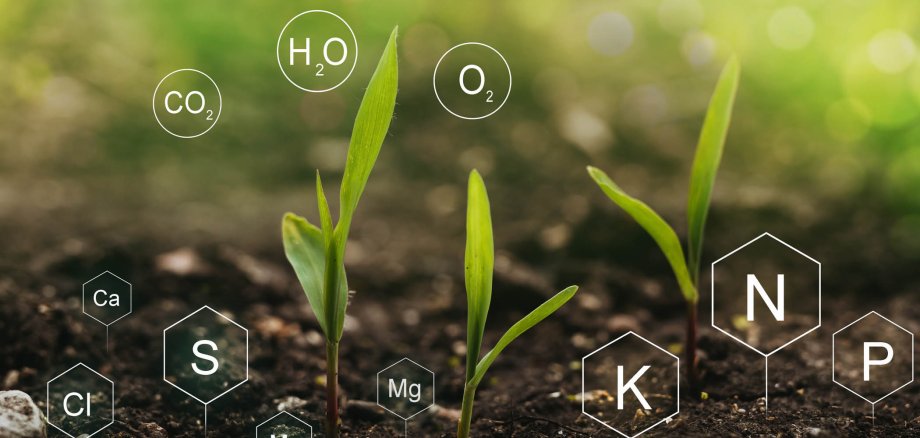 Nahaufnahme dreier Getreidejungpflanzen, die aus der braunen Erde sprießen. Grüner Hintergrund ist verschwommen. Aus dem Boden kommen Pentagone mit jeweils den Abkürzungen der Nährstoffe Ca, Cl, S, Mo, Mg, K, N, P. In der Luft ist weiße Schrift jeweils in Kreisen CO2, H20 und O2.