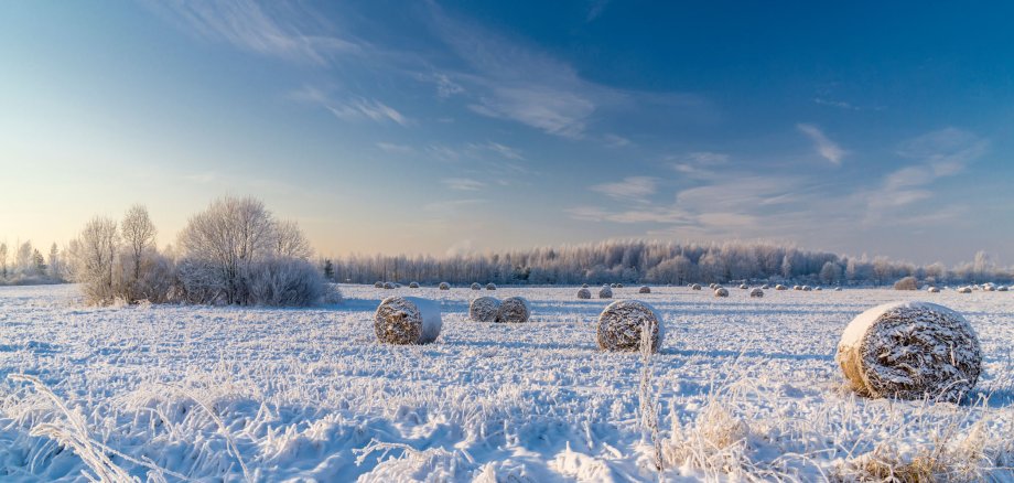 Bildaufnahme einer schneebedeckten Wiese. Verteilt stehen Heuballen auf ihr. Kahle Bäume stehen im Hintergrund.
