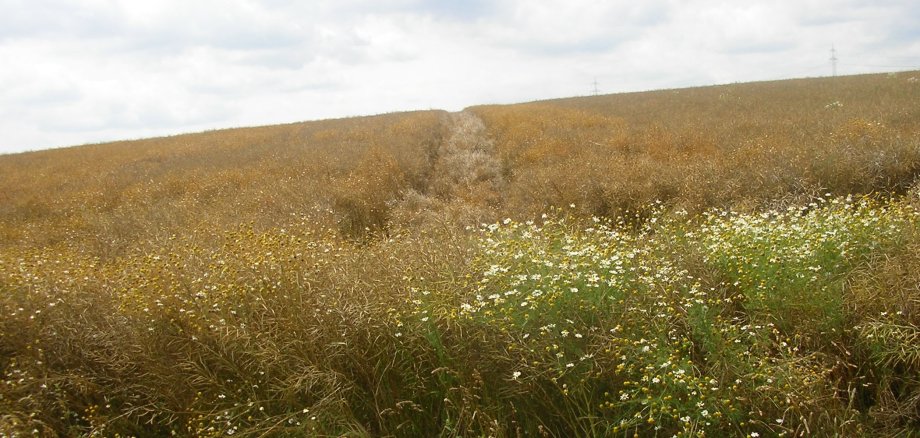 Man sieht ein Feld wo Spätverunkrautung herrscht. 