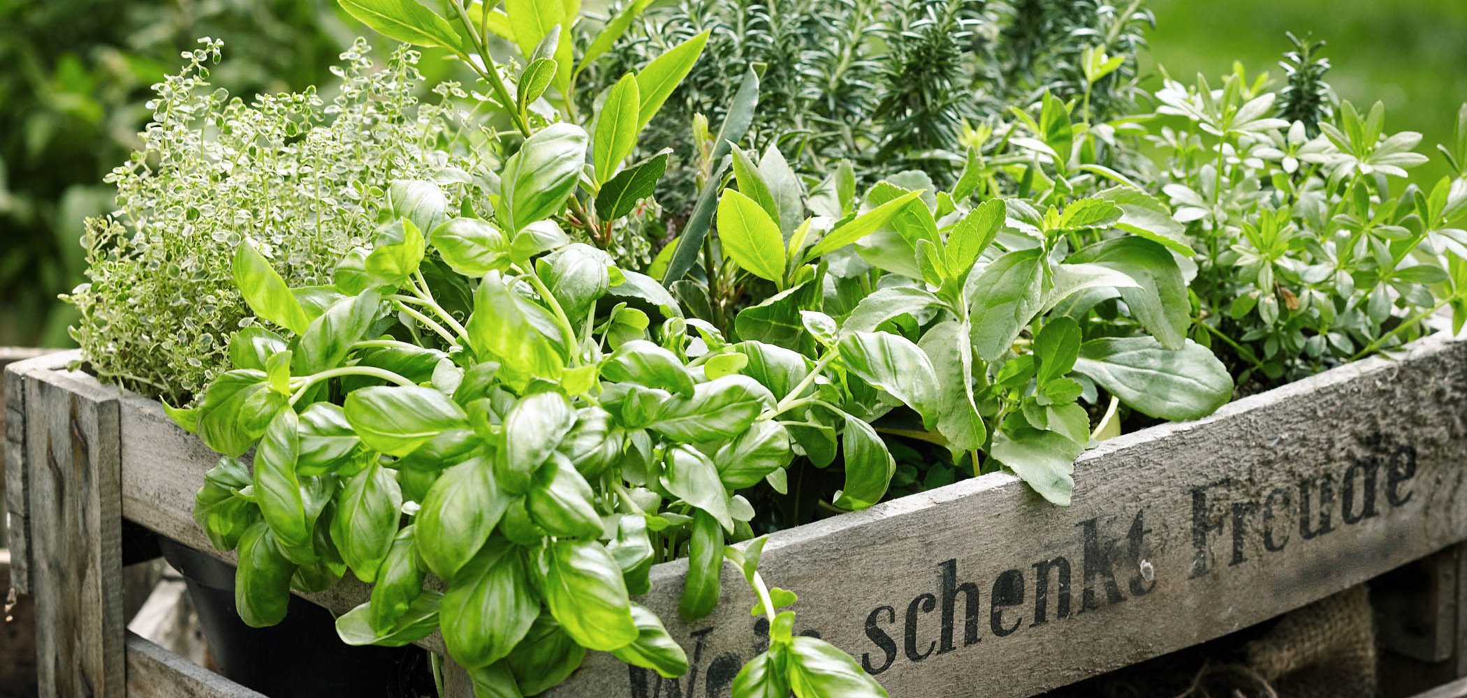 Holzkiste mit einer Vielzahl von frischen grünen Topfkräutern, die im Freien in einem Garten im Hinterhof wachsen