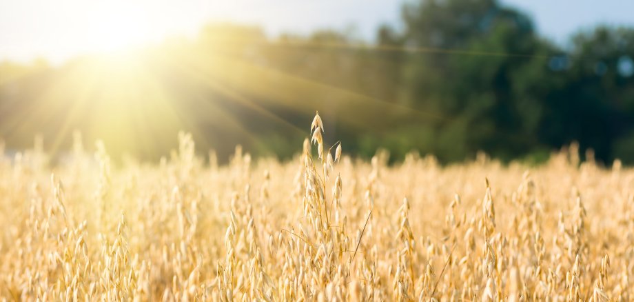 Nahaufnahme von goldenen, reifen Haferähren eines Haferfeldes. Weicher Fokus mit unscharfem Hintergrund aus Bäumen und Sonnenstrahlen