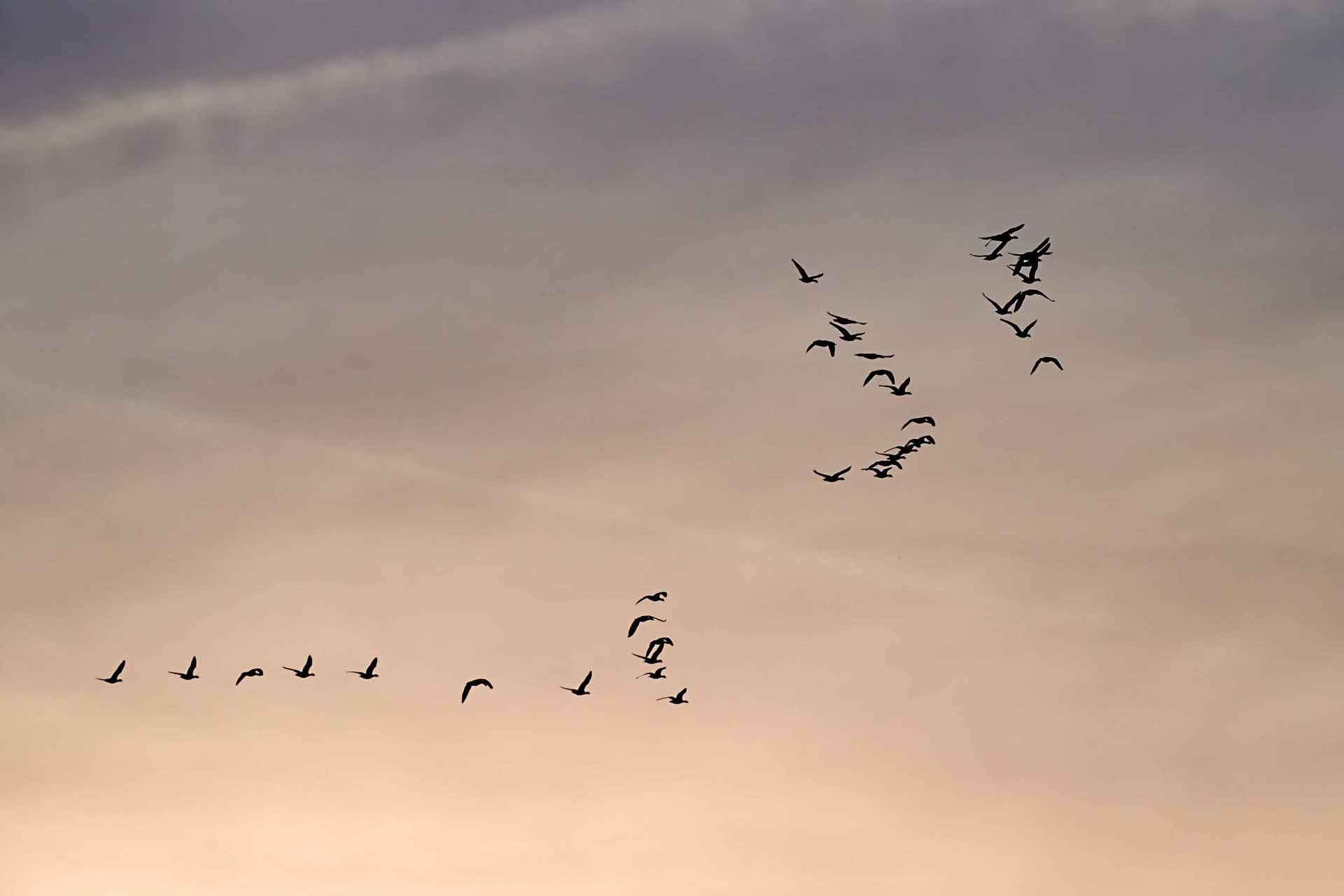Geese glying in sunset