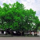 Die älteste Linde Deutschlands in Schenklengsfeld. Die Blätter sind grün.