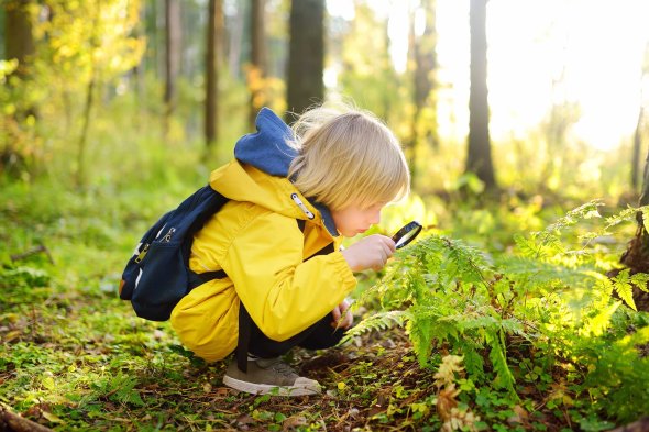 Ein blondes Kind in einer gelben Regenjacke und mit einem blauen Rucksack hockt im Wald und betrachtet neugierig mit einer Lupe die grünen Farne auf dem Waldboden. Sonnenlicht fällt durch die Bäume.