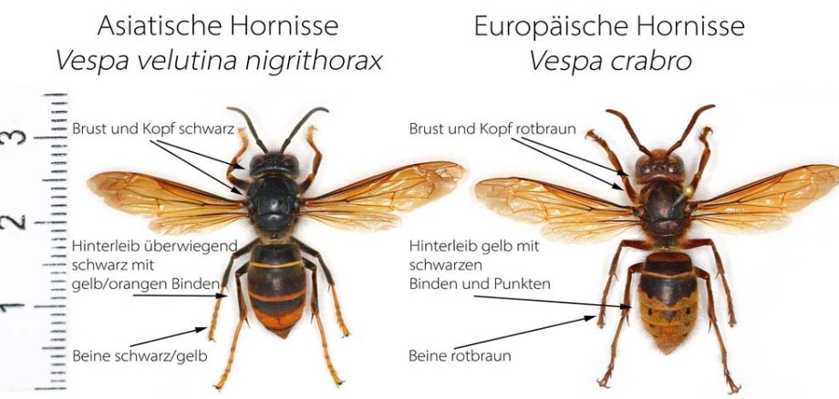 Zwei Hornissen im direkten Größen- und Farbvergleich nebeneinander: links die Asiatische Hornisse mit schwarzem Kopf und Brust, schwarz-gelbem Hinterleib und Beinen; rechts die Europäische Hornisse mit rotbraunem Kopf, gelbem Hinterleib mit schwarzen Streifen und rotbraunen Beinen. Maßstab zeigt Größe beider Tiere.