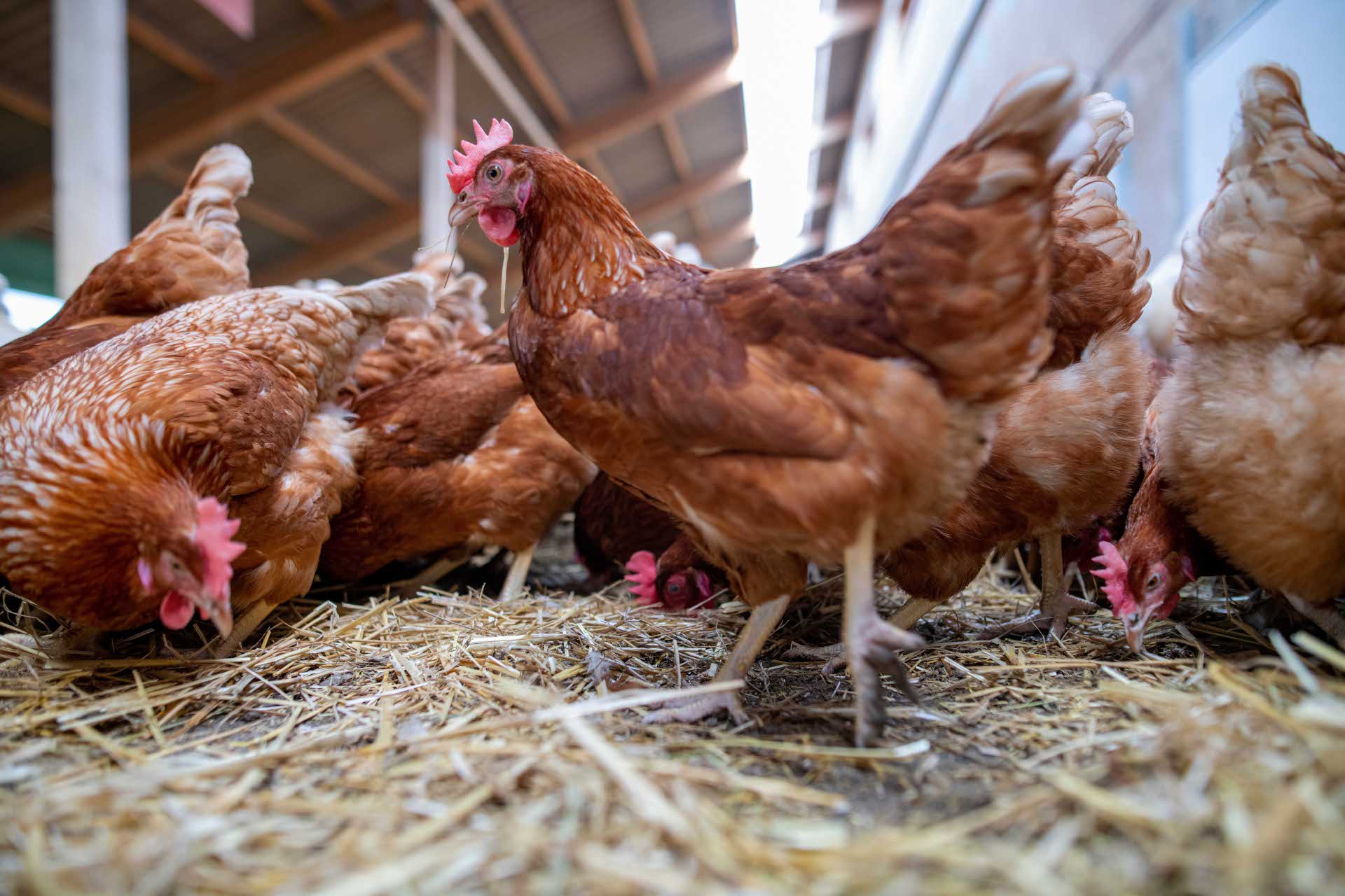Hühner im Stall