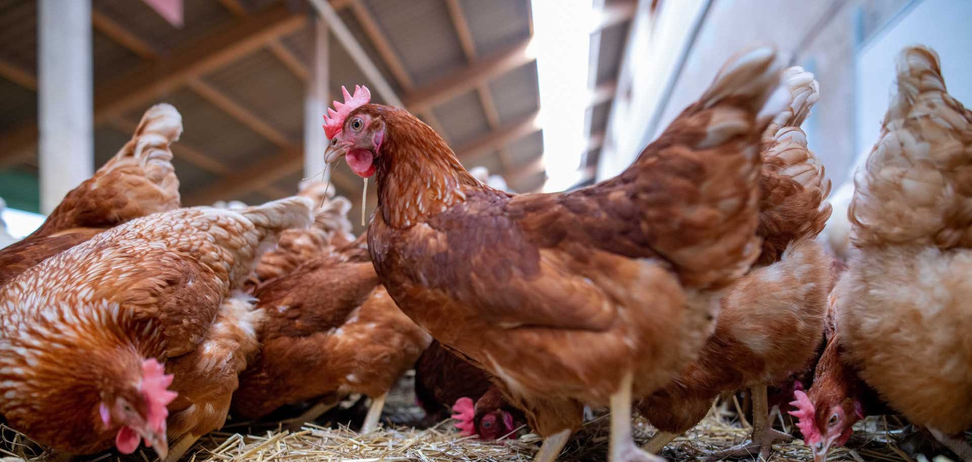 Hühner im Stall Mehrere braune Hühner picken auf einem mit Stroh bedeckten Boden in einem Stall nach Futter. Die Aufnahme zeigt die Tiere aus einer niedrigen Perspektive, wodurch ihre Federn und Bewegungen gut sichtbar sind. Im Hintergrund sind Teile der Stallkonstruktion mit Holz und Lichtöffnungen zu erkennen.
