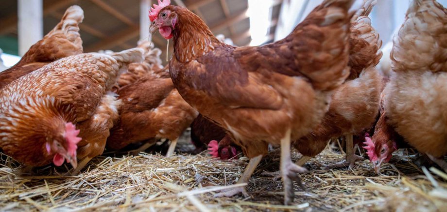 Hühner im Stall