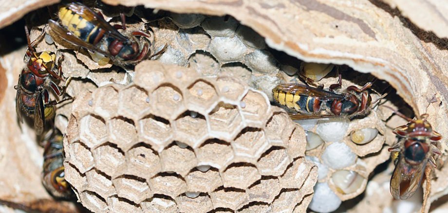 Geöffnetes Hornissennest mit zahlreichen Hornissen. Im Inneren sind die typischen papierartigen Waben mit mehreren Brutkammern zu sehen.