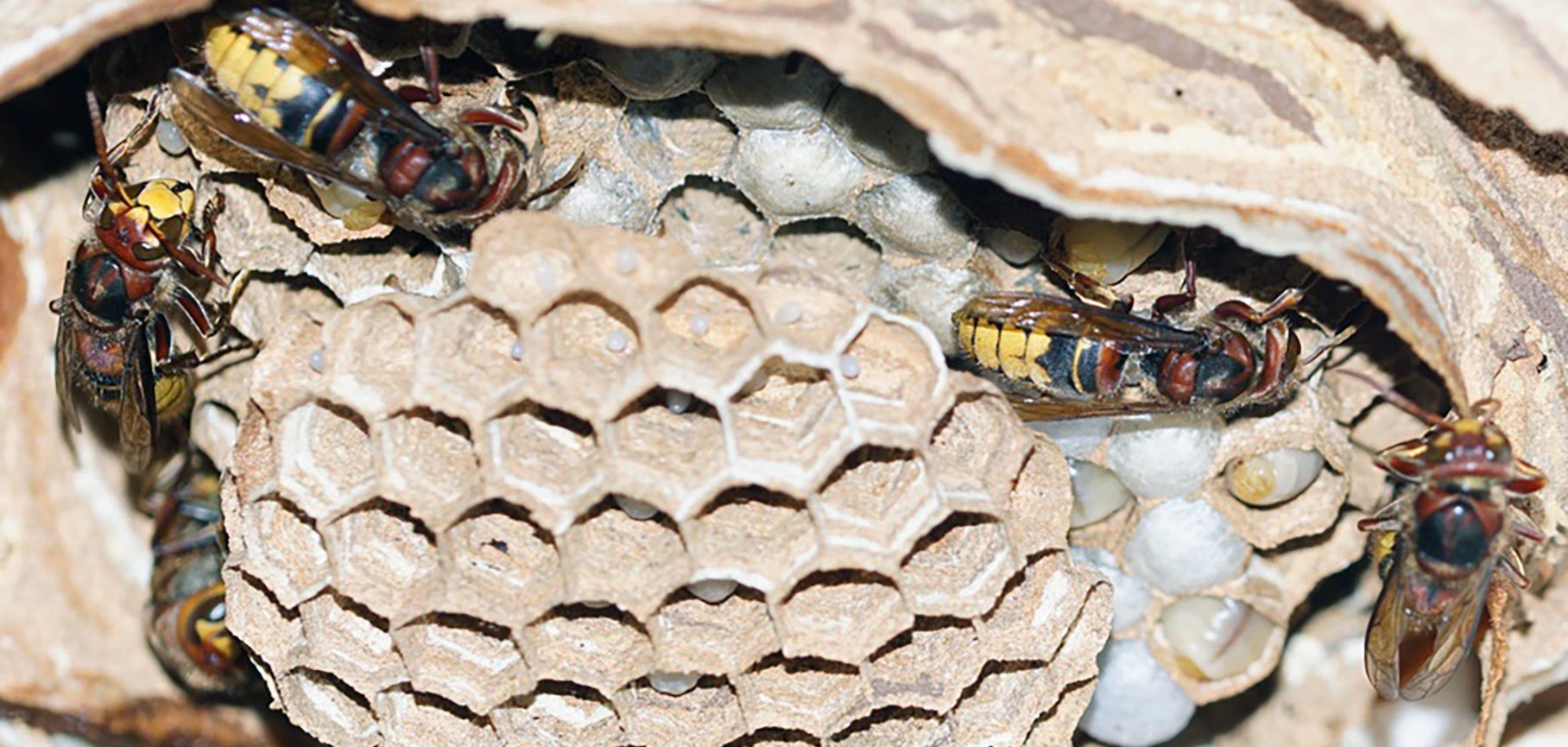 Geöffnetes Hornissennest mit zahlreichen Hornissen. Im Inneren sind die typischen papierartigen Waben mit mehreren Brutkammern zu sehen.